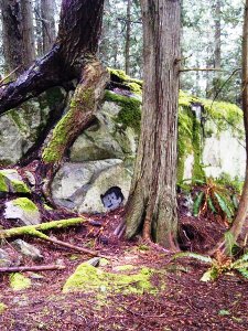 Face on the rocks on Triangle Lake trail.