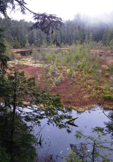 View of Triangle Lake